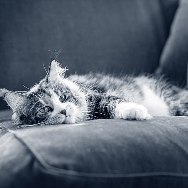 Katzen im Winter | AniCura Österreich